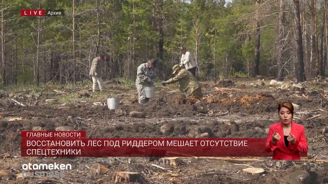 Восстановить лес под Риддером мешает отсутствие спецтехники смотреть онлайн