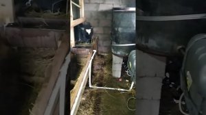 откорм бычек,поилки для быков своими руками,не дорого.         bulls