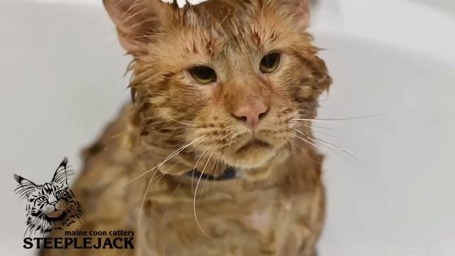 КАК ПОМЫТЬ КОТА смотреть онлайн