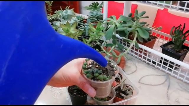 Полив и обрезка суккулентов. смотреть онлайн