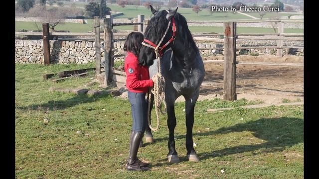 The Story of the World's First Grand Prix Murgese horse and the Tragic Fate of his breed смотреть онлайн