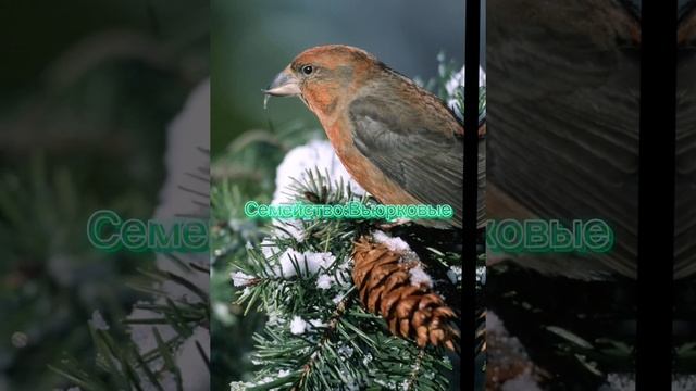 Клест- еловик. Birds of eden. смотреть онлайн