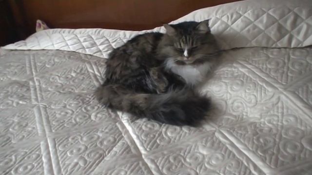 Как научить кота ходить на унитаз? смотреть онлайн