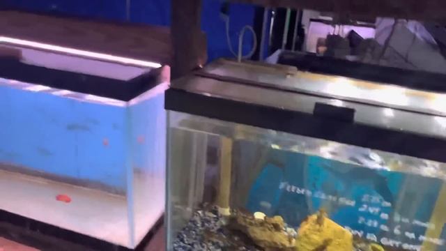 SHOPPING FOR AQUARIUM FISH AT 40 YEAR OLD TROPICAL FISH STORE! смотреть онлайн
