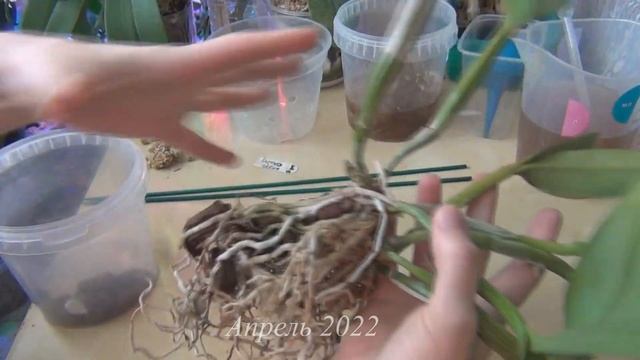 Деление двух шикарных кустов каттлей. Апрель и октябрь 2022. смотреть онлайн