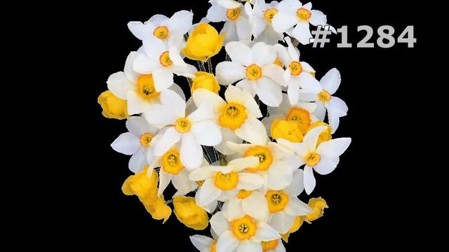 #1284. Нарциссы - самые красивые цветы смотреть онлайн