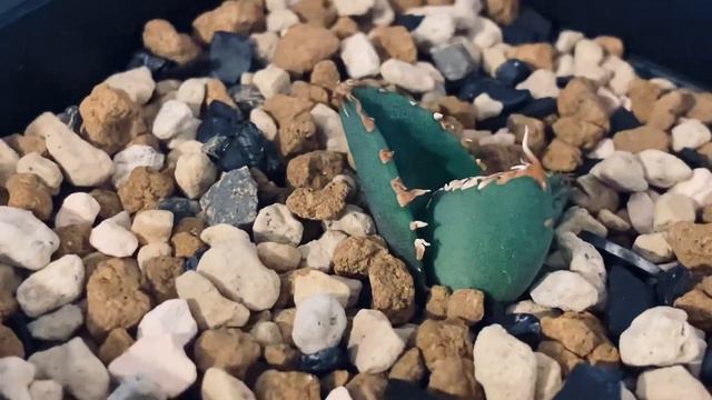 2023/3/12アガベ・チタノタ 狼人（芽）-010｜agave titanota were wolf смотреть онлайн