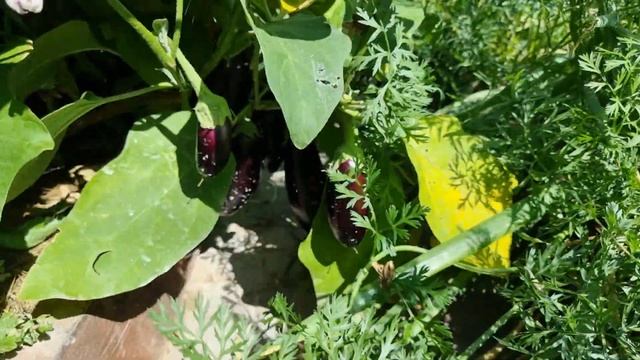 баклажаны выращивание в открытом грунте и теплице август смотреть онлайн