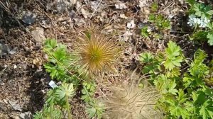 ПРОСТРЕЛЫ.  СОЗРЕВАНИЕ СЕМЯН. КУДА ЛУЧШЕ ИХ ПОСАДИТЬ.