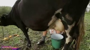 МОЛДОВАНКА - Виктор Королёв