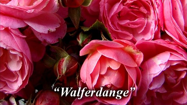 Розы, которые цветут все лето и хорошо зимуют. Мускусные розы смотреть онлайн