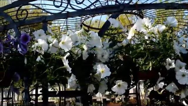 Декоративные кустарники и цветы смотреть онлайн