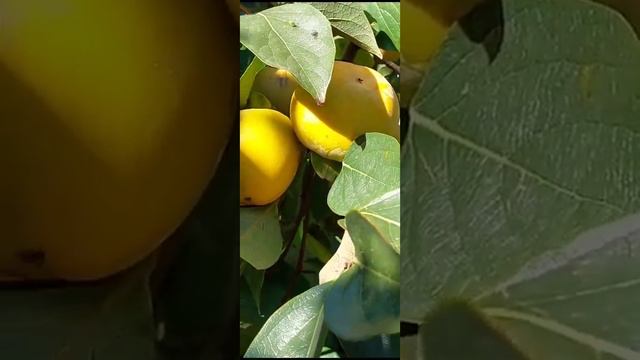 хурма. полив.