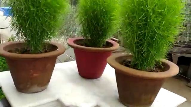 Introduction to Kochia plant/Bassia scoparia смотреть онлайн