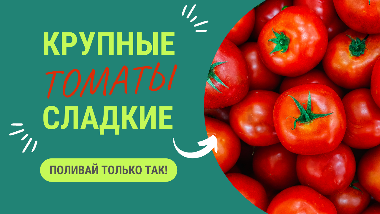 ДЛЯ КРУПНЫХ И СЛАДКИХ ТОМАТОВ! НУЖНО ПОЛИВАТЬ ТАК смотреть онлайн