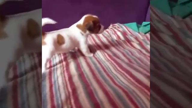 Малютка щенок Джека Рассела скулит смотреть онлайн