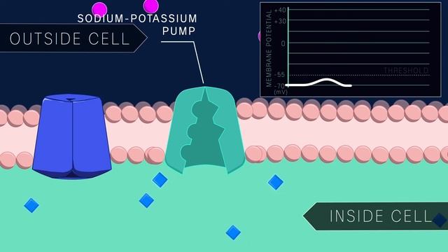 Потенциал действия в нейроне | Гарвардский университет смотреть онлайн