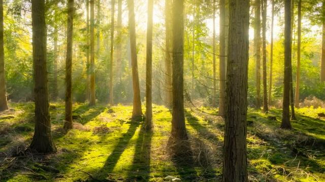 Мальчик выступил в суде по делу своего приёмного отца. От увиденного, даже у судьи было удивление. смотреть онлайн
