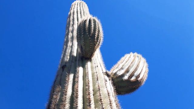 Arizoniana. Part 2. Sonoran Desert смотреть онлайн