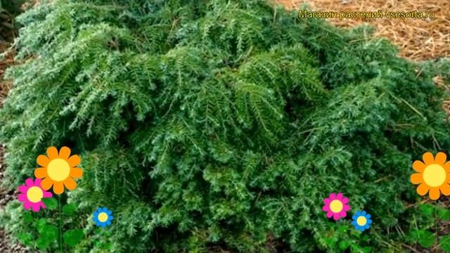 Тсуга канадская Джедделох. Краткий обзор, описание характеристик, где купить саженцы