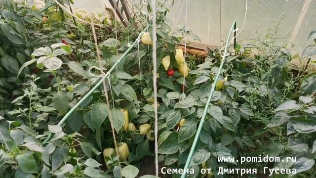 ?Перец дал ОГРОМНЫЙ урожай? Эксперимент удался?Как вырастить много перца?Секрет раскрыт? смотреть онлайн