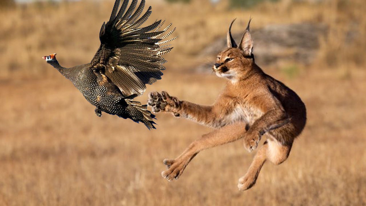 Каракал — кот-прыгун, охотник на птиц! Каракал против шакалов. Интересные факты о каракалах. смотреть онлайн