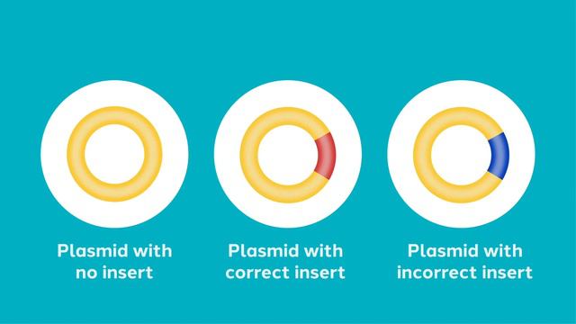 The Plasmid Cloning Cycle смотреть онлайн