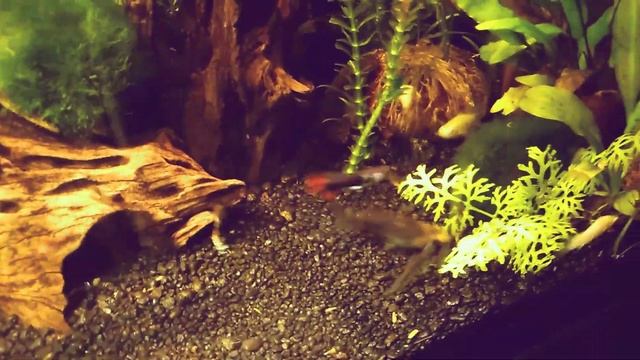 Аквариум Таймлапс смотреть онлайн