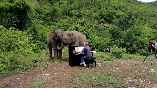 "Experimental Bass Piano Tremolo for Elephants" смотреть онлайн