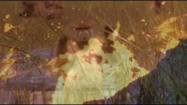 Flying Lotus - Camera Day смотреть онлайн
