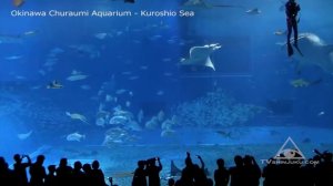 Самый большой аквариум в Окинаве (Япония)!