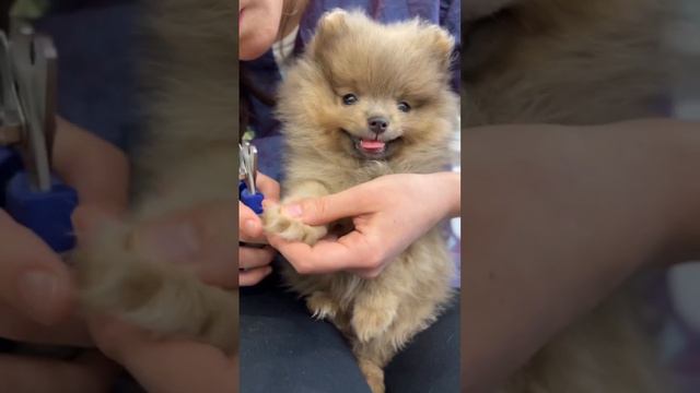 Сладкая булочка 😻 #шпиц #груминг смотреть онлайн