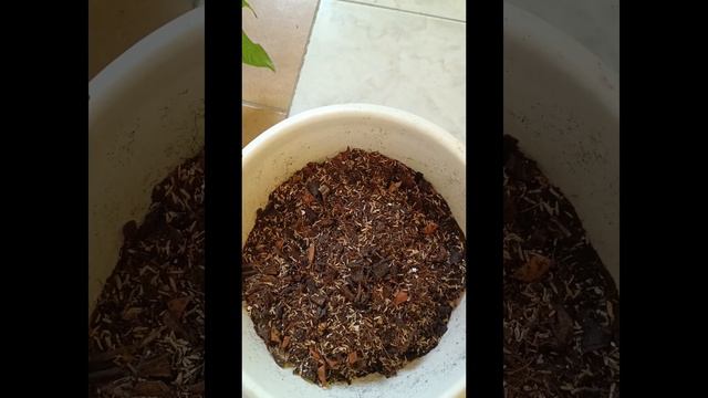 😍🌱Tip de como transplanto unas hermosas plantas de Syngonium con mi súper sustrato 🥰🌱💃#❤️ смотреть онлайн