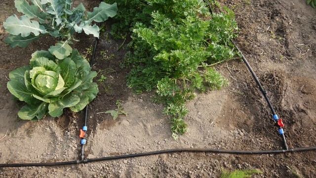 Как сделать капельный полив своими руками | Капельный полив в огороде | Как собрать капельный полив смотреть онлайн