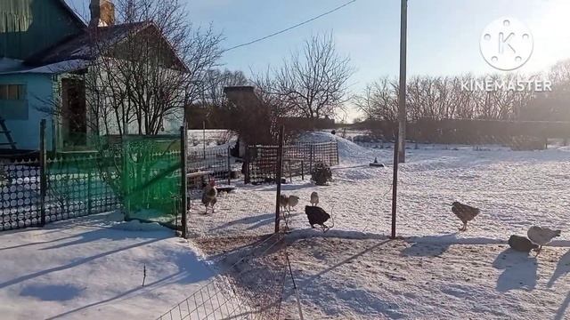 Готовим скумбрию горячего копчения? смотреть онлайн