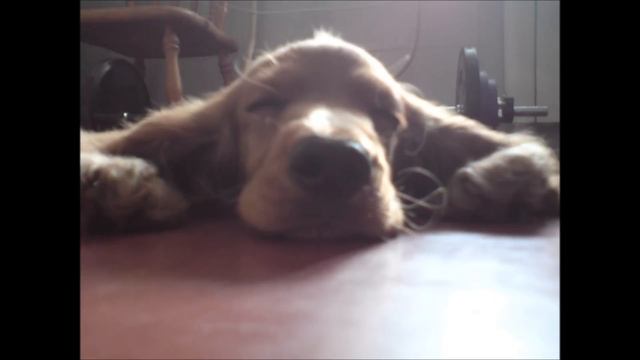 My English Cocker Spaniel \ Мой английский кокер спаниель