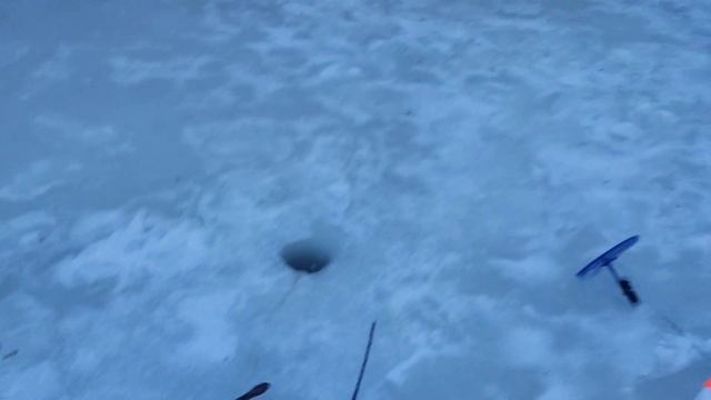 16.03.23 КРХ Белая Дача,Основной водоём ,ловля налима,на что клюёт налим?! смотреть онлайн