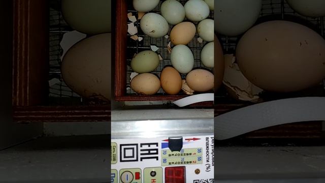 Инкубации не удалась, высокая влажность при инкубировании. смотреть онлайн