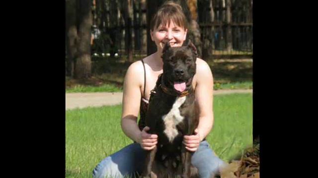 APBT KENNEL "PIT MUST SURVIVE"(RUSSIA) смотреть онлайн