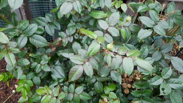 Розы на Северо-Западе. Роза Чиппендейл (Chippendale) в первый год. смотреть онлайн