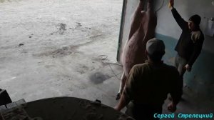 Забой свиней в домашних условиях! Электрооглушение!