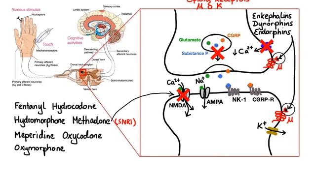 Pharmacology - OPIOIDS (MADE EASY).mp4 смотреть онлайн