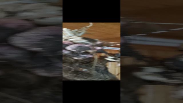 Сельский мир 🐶🐔🐣🐗🐈⬛🐓🦔