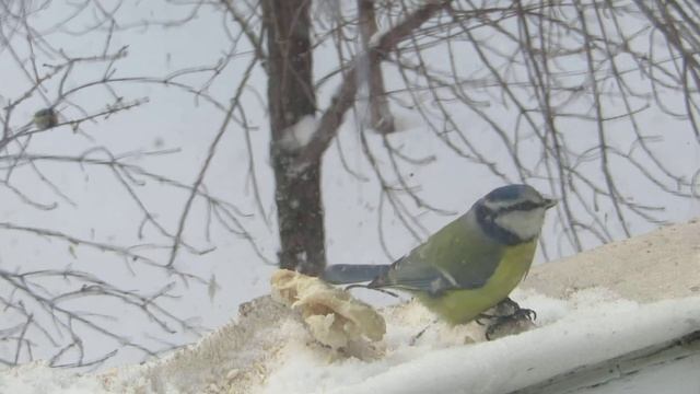 лазоревка вид из окна смотреть онлайн