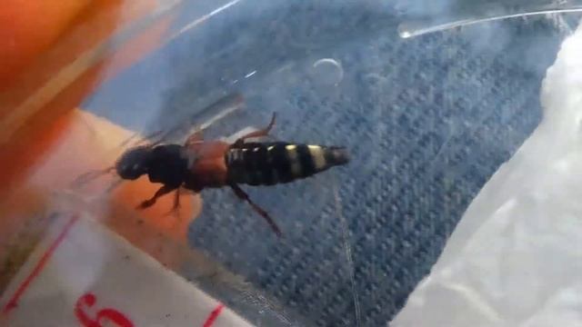 Platydracus stercorarius - (Olivier, 1795) - (Staphylinidae) - Staphylin élytres rouge - 10/2017 смотреть онлайн