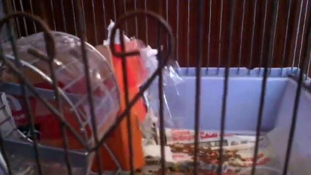 Что должно быть в клетке у хомяка! смотреть онлайн