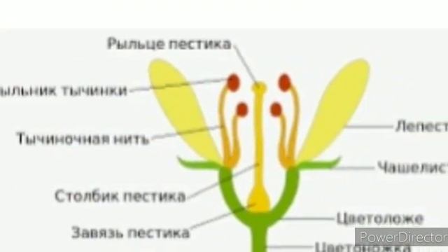 Биология 6-класс. Гүлдүү өсүмдүктөрдүн репродуктивдүү органдары. смотреть онлайн