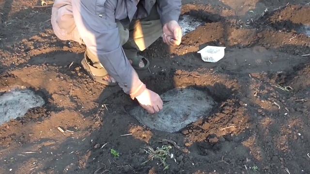 Как посадить арбузы. Бахча на даче смотреть онлайн