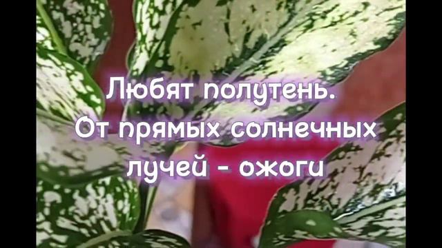 Модные красотки Аглаонемы смотреть онлайн
