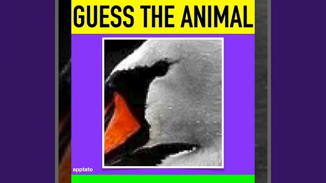 GUESS THE ANIMAL BY CLOSEUP QUIZ #1 | ANIMALS GUESSING GAME | #SHORTS смотреть онлайн